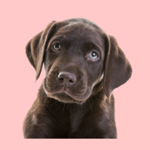 Labrador puppy roze achtergrond