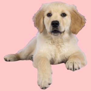 Golden Retriever Puppy roze achtergrond