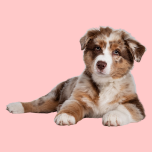 Australian Shepherd puppy roze achtergrond