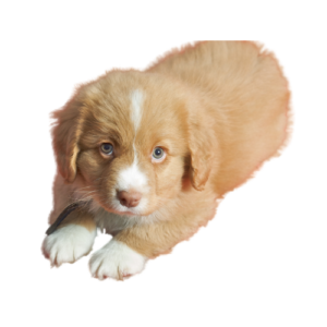 Nova Scotia Duck Tolling Retriever (Toller) Nestjes