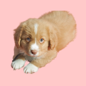 Nova Scotia Duck Tolling Retriever roze achtergrond