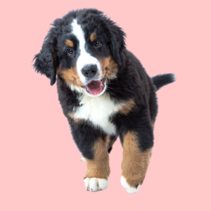 Berner Sennen puppy