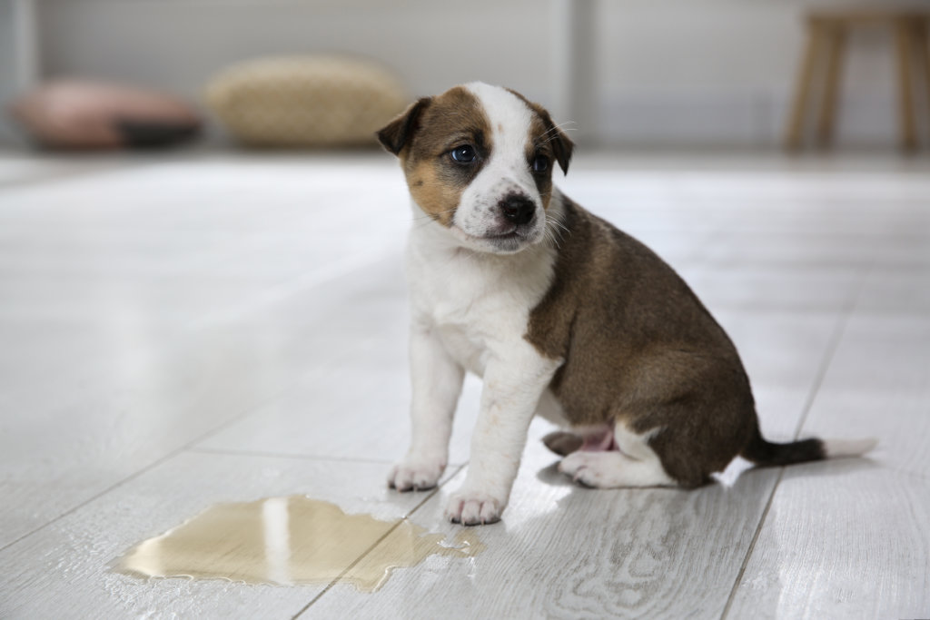 puppy uitlaten zindelijk