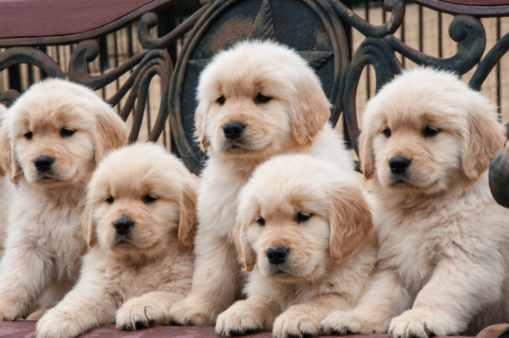 golden retriever pups