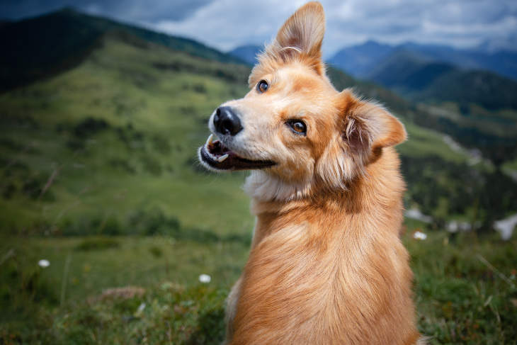 Hond in bergachtig gebied