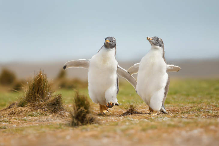 Pinguïns