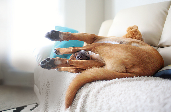 10 weetjes over hondenslaap