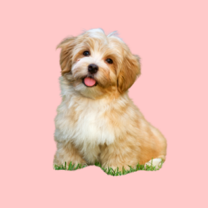 Havanezer puppy