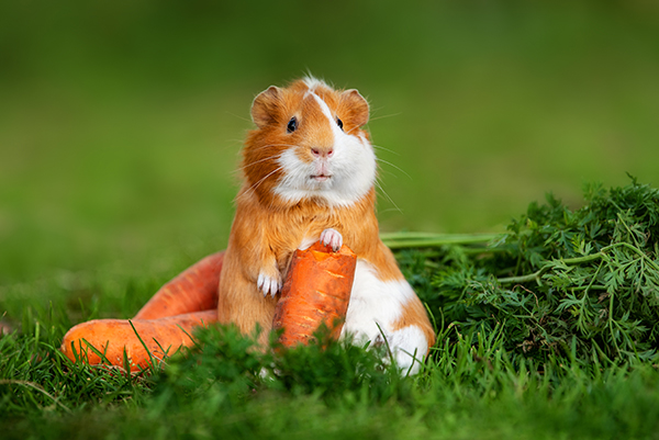 Voeding kleine huisdieren
