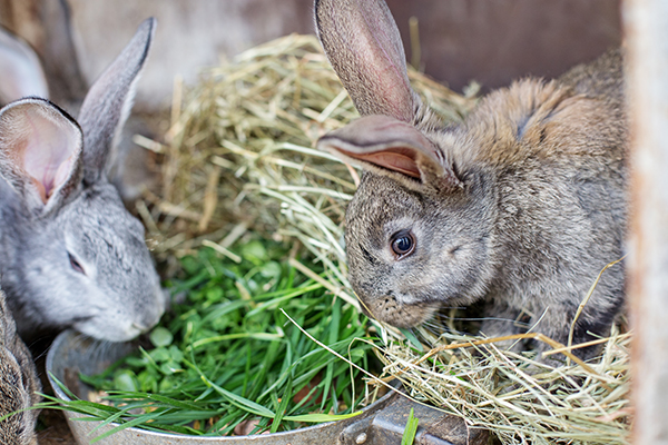 Voeding kleine huisdieren