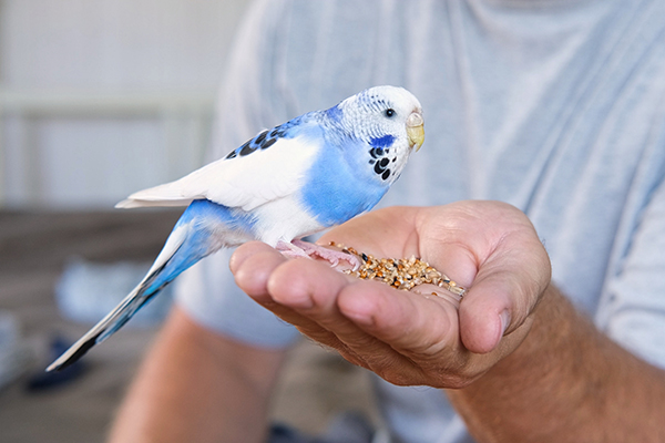 Voeding kleine huisdieren