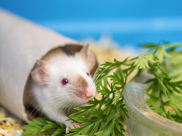 Voeding kleine huisdieren