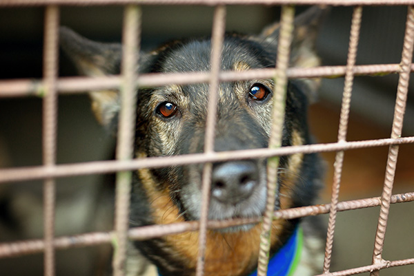 hond adopteren