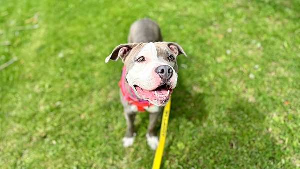 hond adopteren