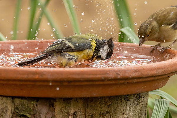 wilde dieren zomer hitte