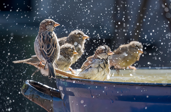 wilde dieren zomer hitte