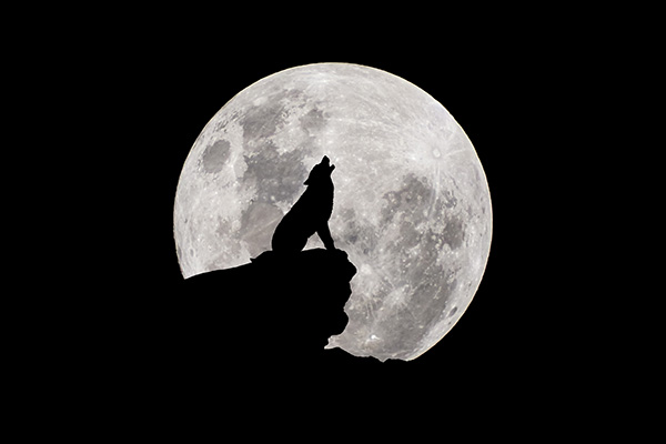 dieren volle maan