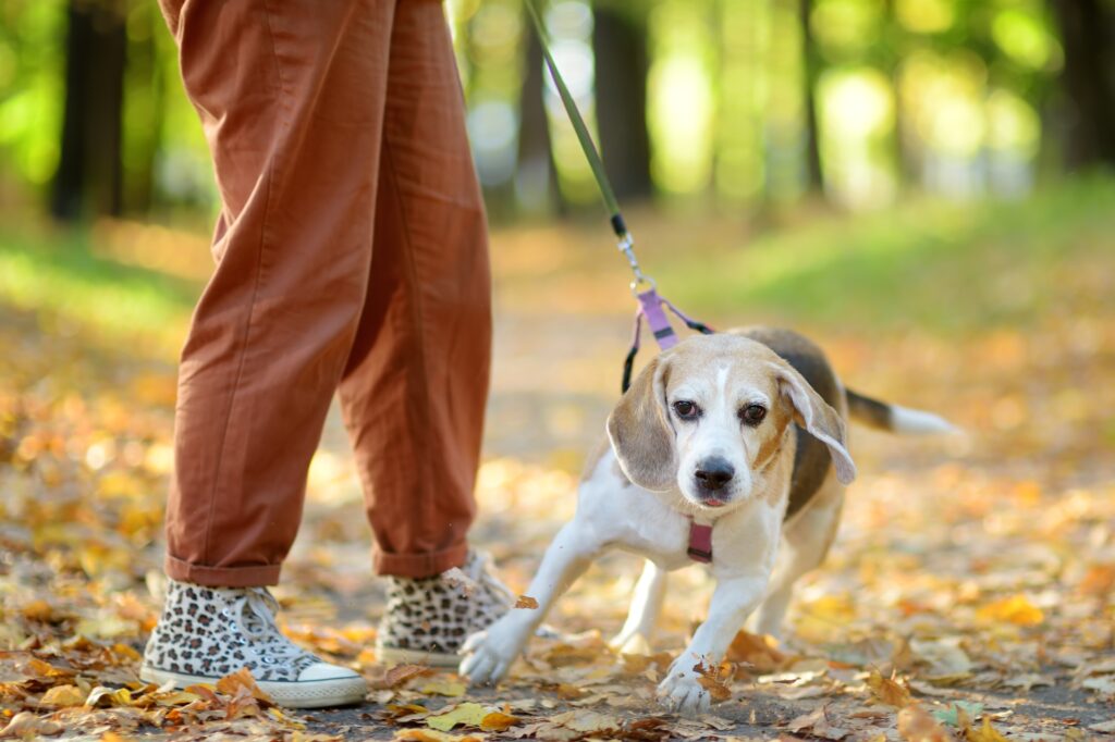 hond uitlaten 