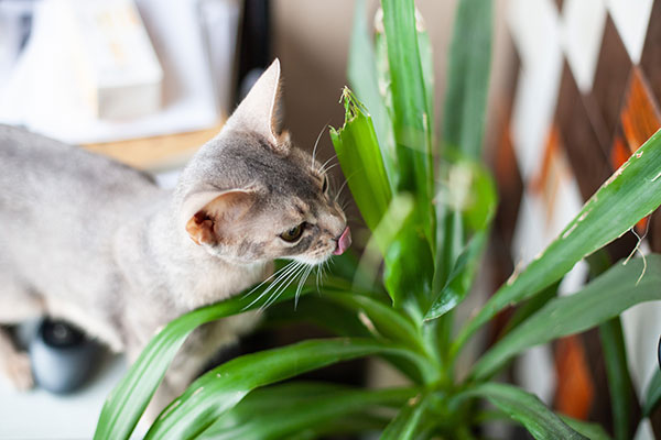 giftig kat