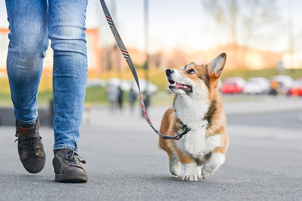 hond karakter
