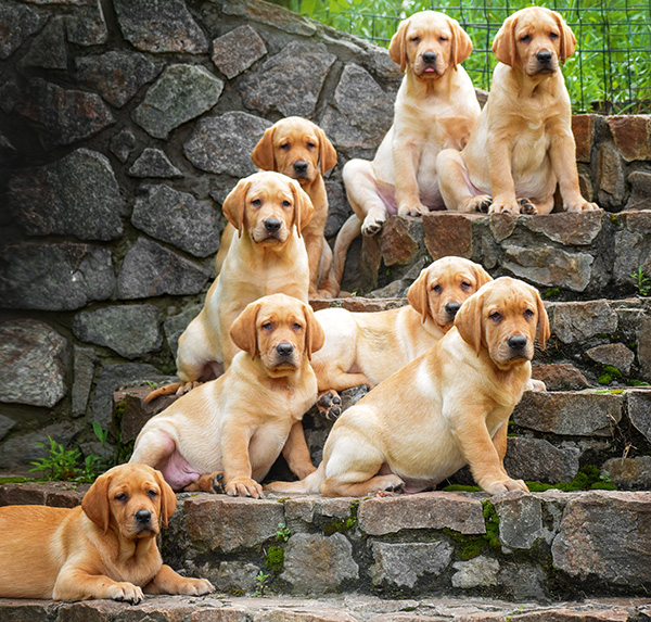 hond karakter