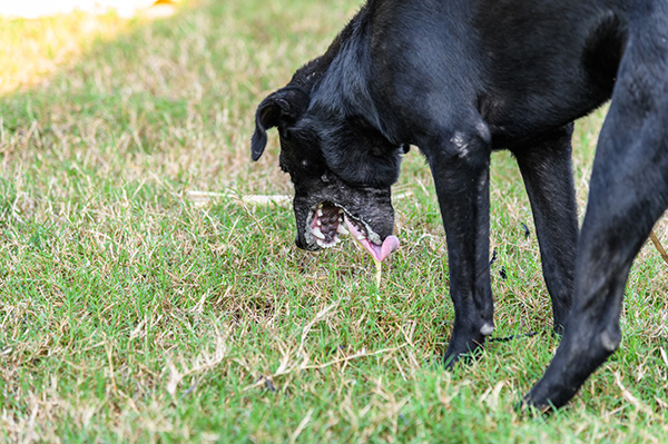 hond giftig